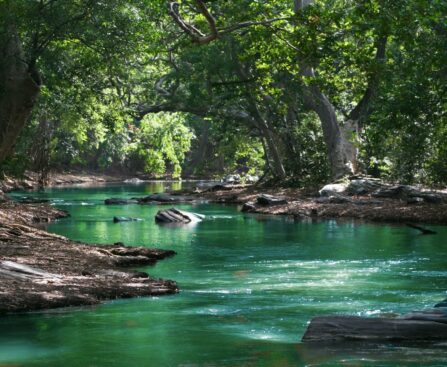 body of water between green leaf trees